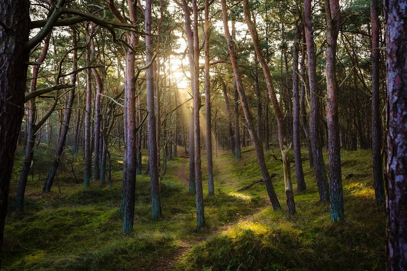 Forest Adventure